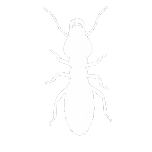 Cupim Subterrâneo - Coptotermes Gestroi