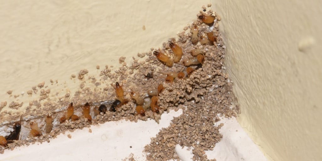 Como identificar cupim subterrâneo