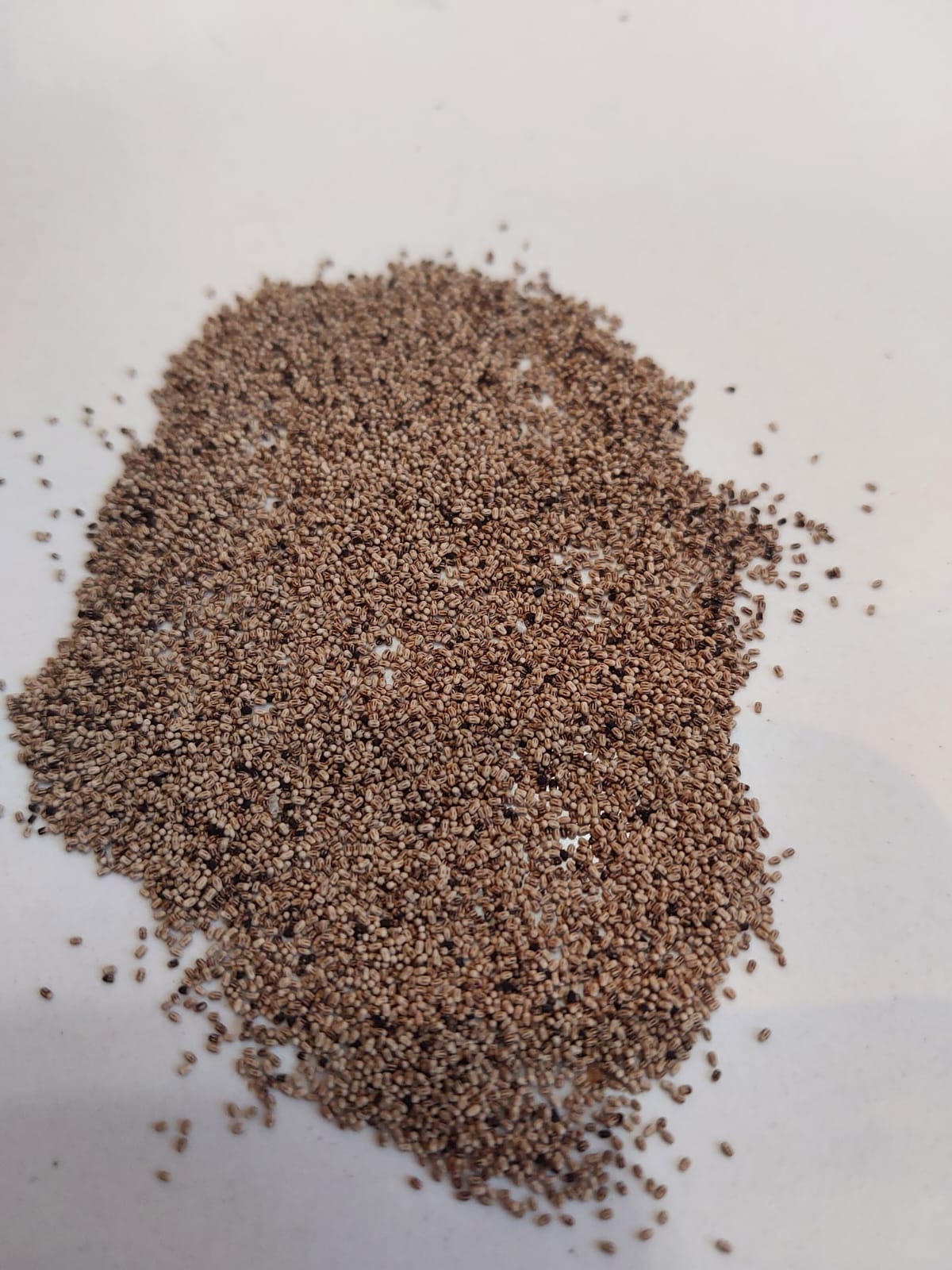 Como identificar cupim de madeira seca